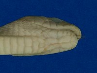 臭青公藏品圖，第3張